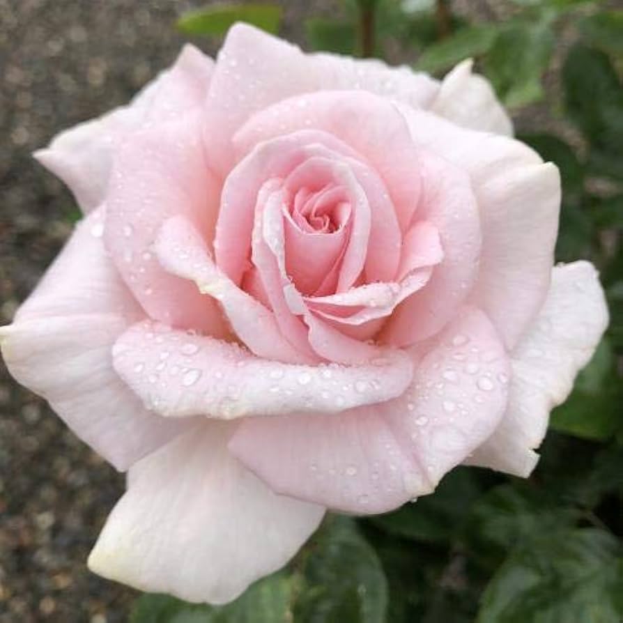 Light Pale Pink Climbing Rose Flower Seeds for Planting - 100 pcs