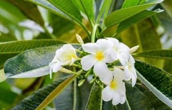 Flower Seeds, Seeds for Planting, Plant Seeds