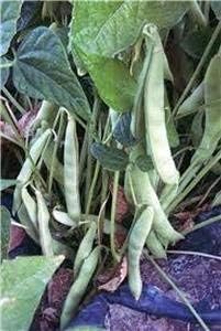 Green Pole Bean Vegetable Seeds for Planting