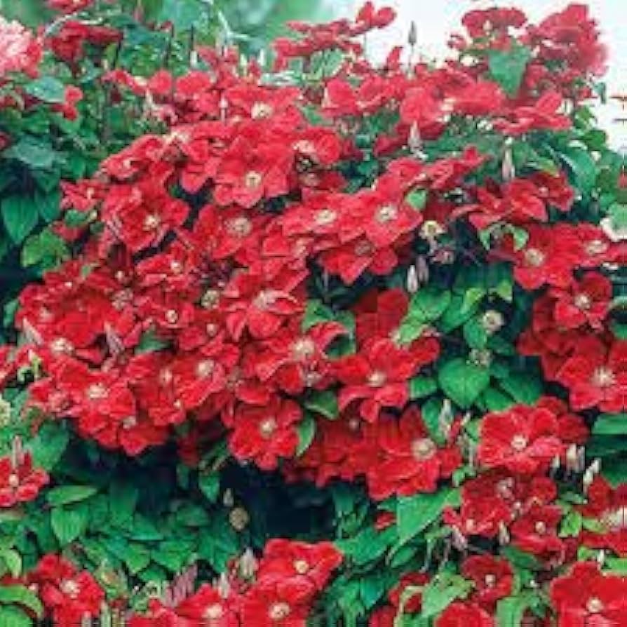 Light Red Clematis Flower Seeds for Planting – Heirloom, Non-GMO, High Germination Vibrant Climbing Vine Seeds