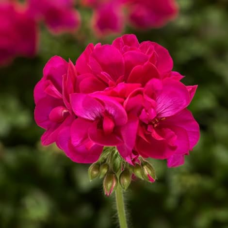 Geranium Pink Blomsterfrø til Plantning 100 stk