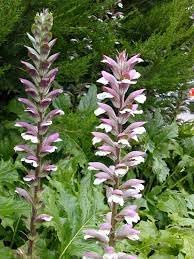 organic breeches flower seeds