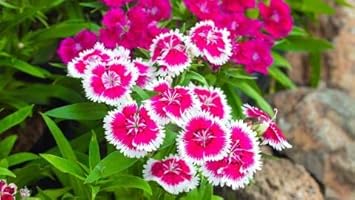 pink white flower seeds