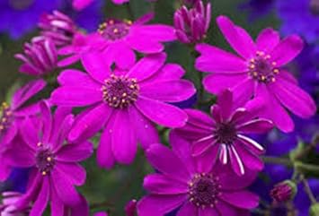 purple florists flower seeds