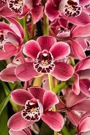 milii flower flower seeds