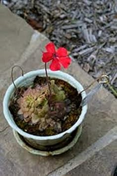 Flower Seeds, Seeds for Planting, Plant Seeds