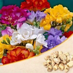 Flower Seeds, Seeds for Planting, Plant Seeds