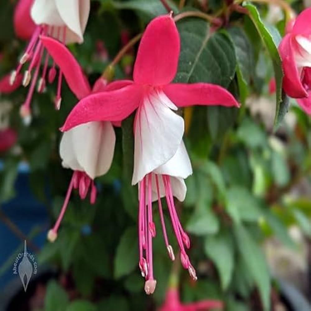 Bolivianske Fuchsia Blomsterfrø til Plantning 100 stk