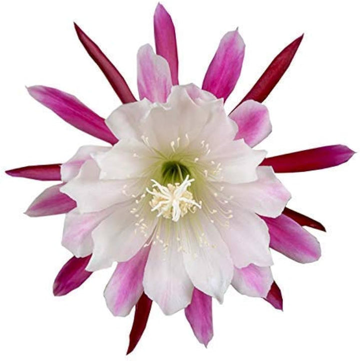 White Violet Epiphyllum Flower Seeds – Heirloom, Non-GMO,  for Garden Planting