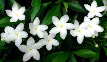 tabernaemontana flower flower seeds