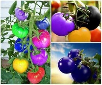 Tomato Vegetable Seeds Rainbow for Planting