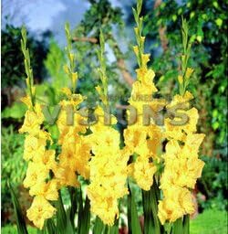 yellow heirloom flower seeds