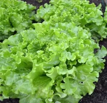 Light Green Lettuce Seeds for Planting