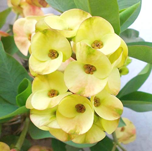 Crown of Thorns Flower Seeds for Planting – Heirloom, Non-GMO Drought-Tolerant Garden Seeds