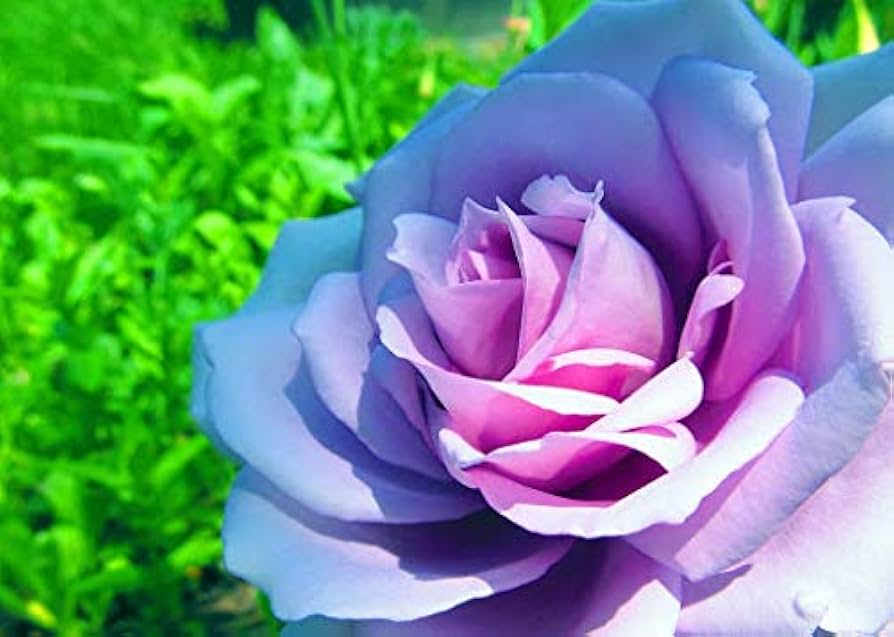 rose rosa flower seeds