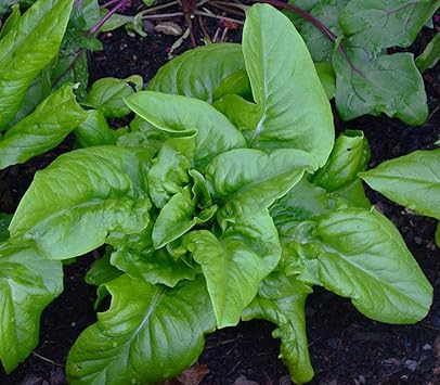 Amish Deer Tongue Lettuce Seeds for Planting