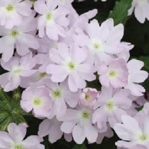 Light Pink Verbena Flower Seeds for Planting - 100 pcs