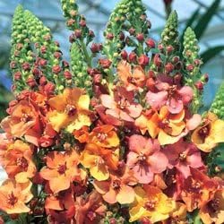organic mixed flower seeds