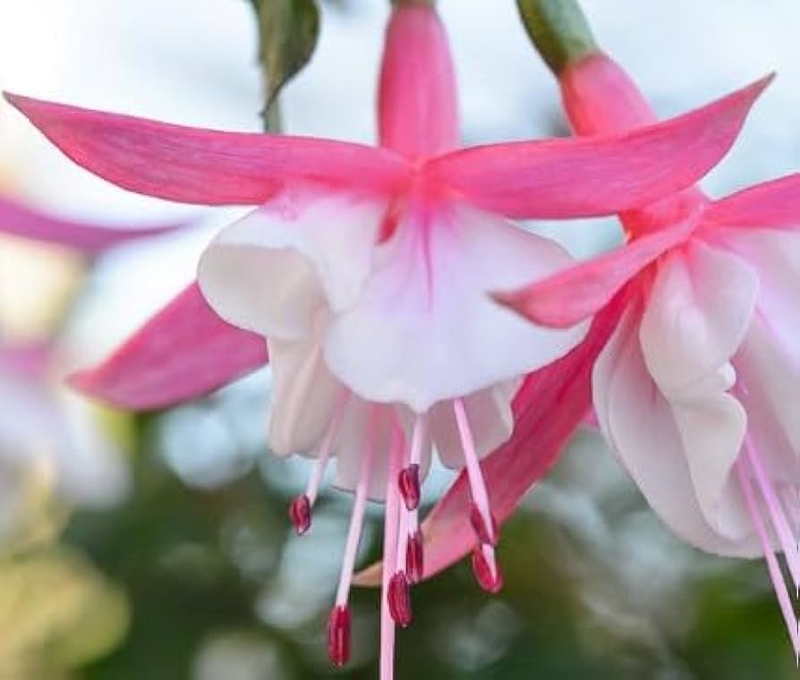 White Pink Fuchsia Flower Seeds - 100 pcs