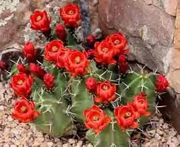 claret cup flower seeds