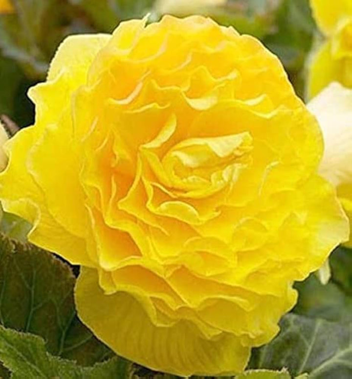 Lysegul Begonia Blomsterfrø til udplantning - 100 stk