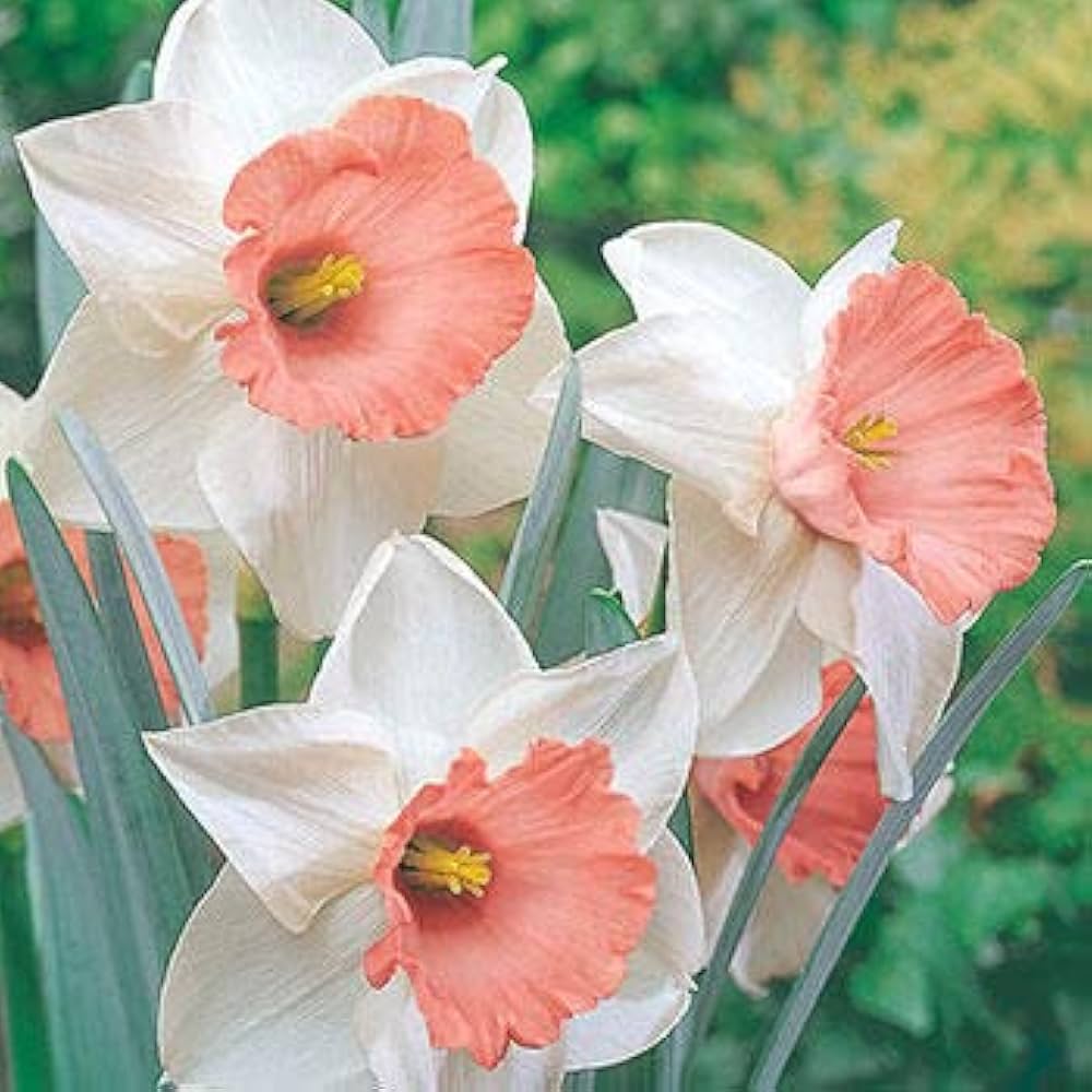narcissus flower seeds Nema Double Petals Narcissus Flower Seeds for Planting – Heirloom, Non-GMO, High Germination Organic Garden Seeds