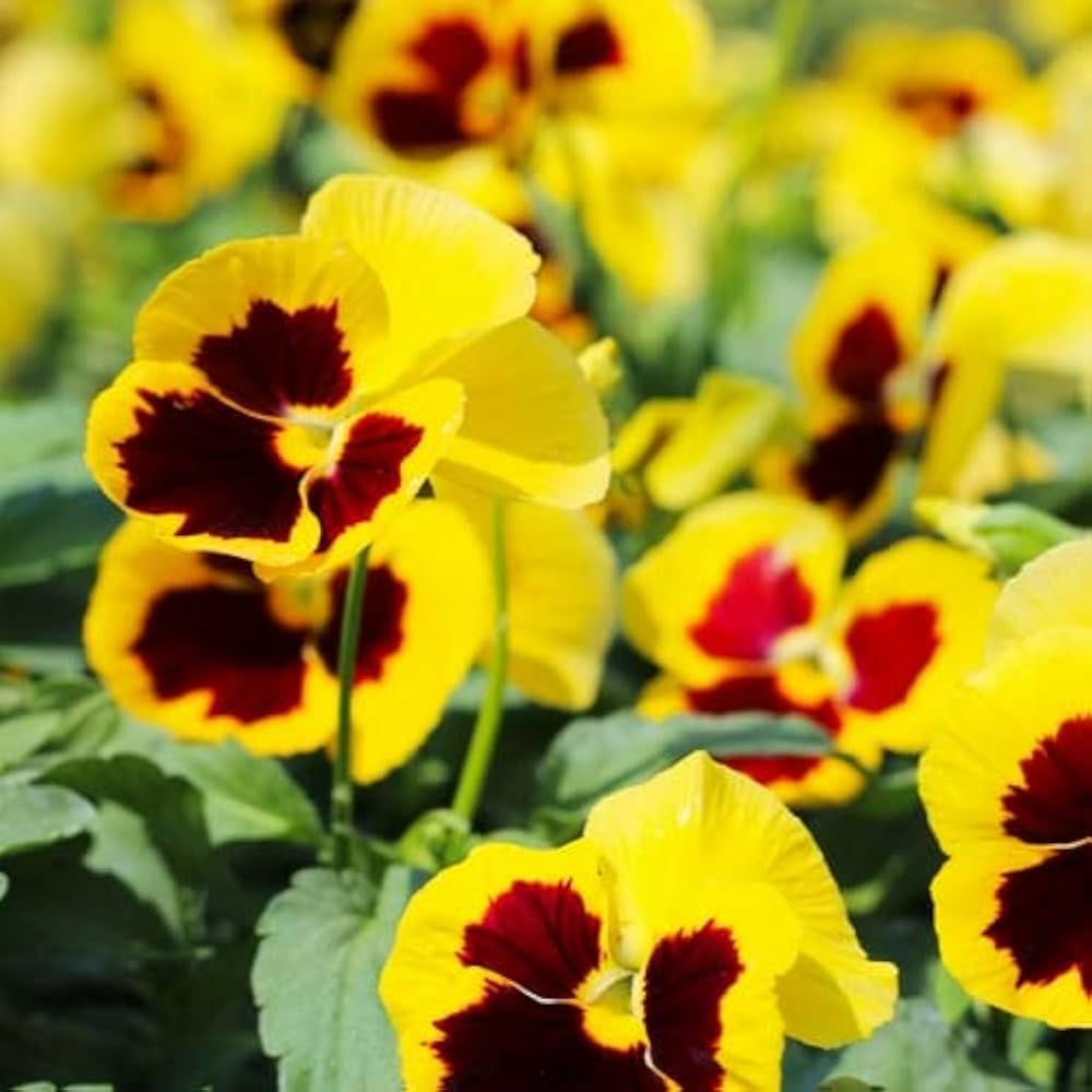 yellow blue flower seeds