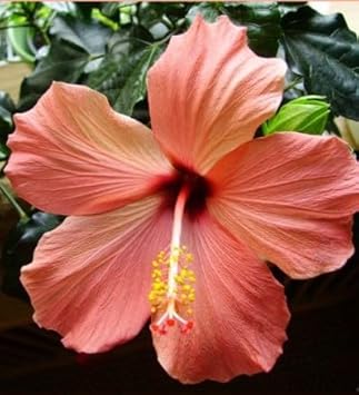 Flower Seeds, Seeds for Planting, Plant Seeds