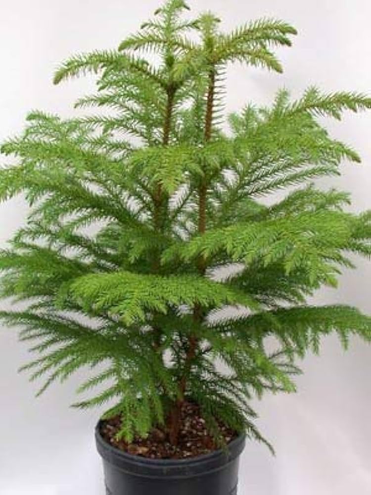 Green Araucaria Plant Seeds for Planting - 100 pcs