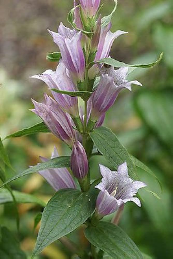 Lavender Gentiana Asclepiadea Seeds for Planting - 100 pcs