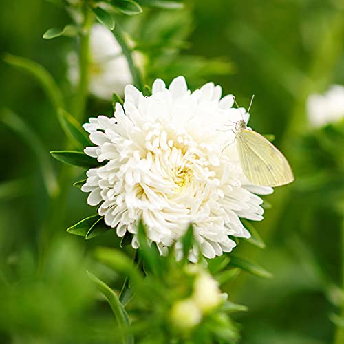 Heirloom Non-GMO Duchess Paeony Aster Flower Seeds for Planting – Full Double Blooms for Garden Displays