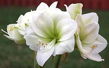 Flower Seeds, Seeds for Planting, Plant Seeds
