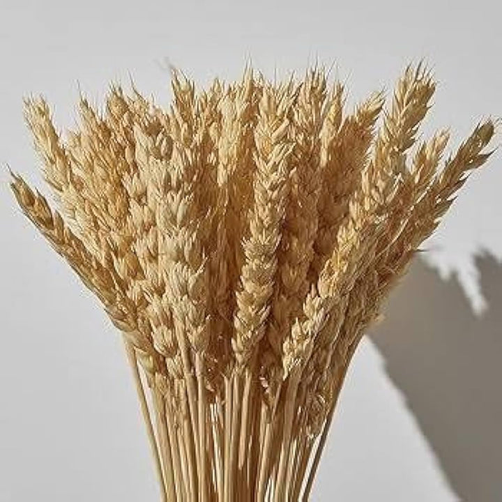 Israel Wheat Grass Seeds – Non-GMO, High-Germination Seeds for Juicing, Detox, and Organic Indoor Growing