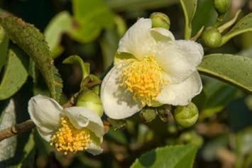 Flower Seeds, Seeds for Planting, Plant Seeds