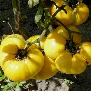 Heirloom Big Tomato Vegetable Seeds for Planting