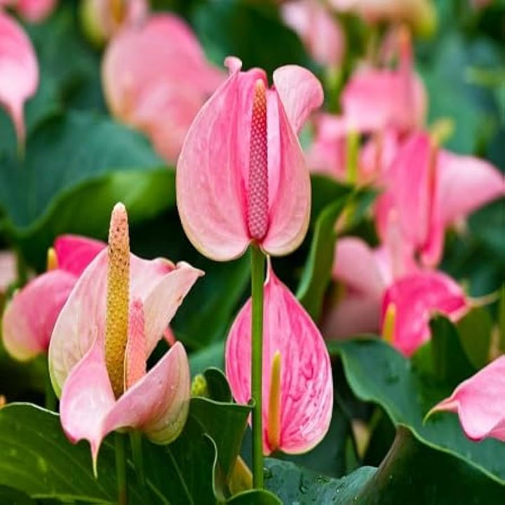 Baby Pink Anthurium Flower Seeds 100 pcs