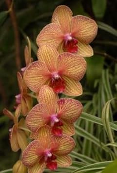 Flower Seeds, Seeds for Planting, Plant Seeds