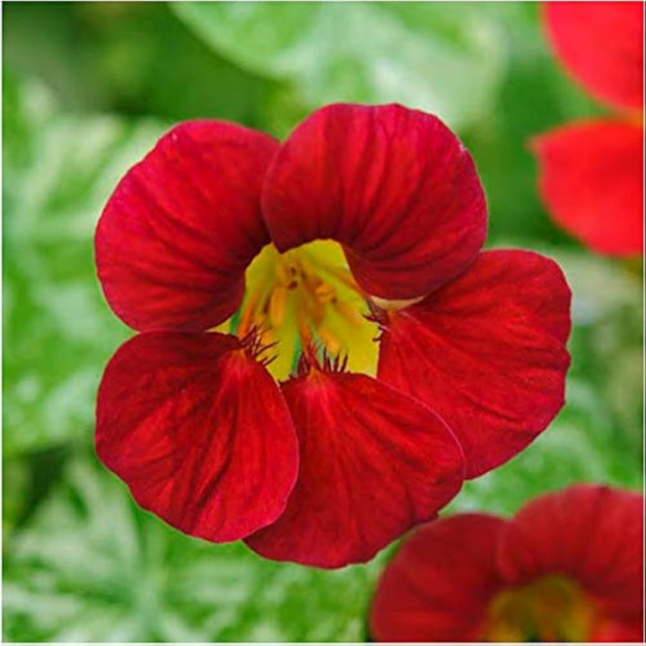 Red Hanging Nasturtium Seeds for Planting – Heirloom Non-GMO Seeds for Home Garden