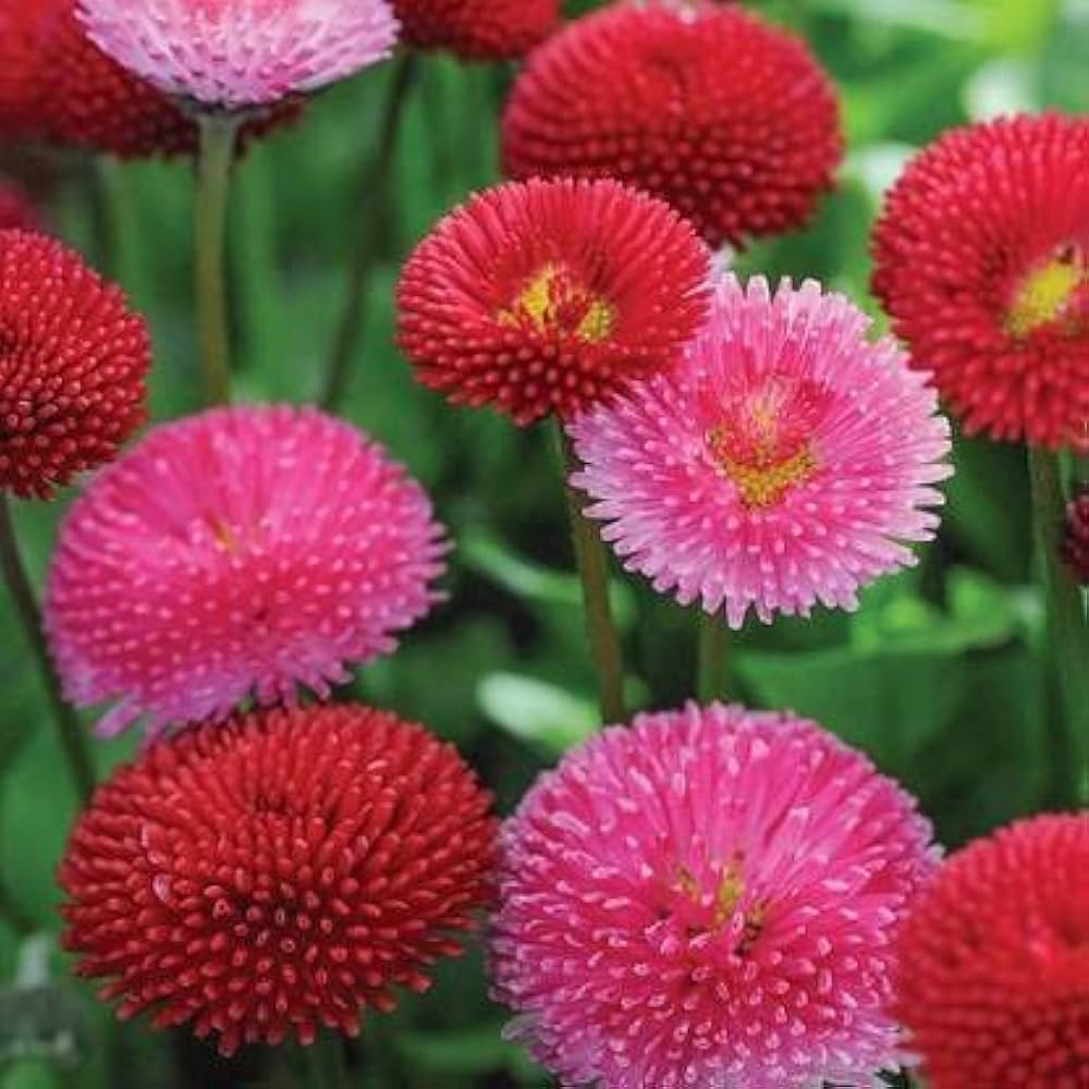 bellis perennis flower seeds