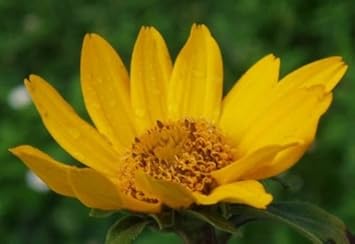 yellow heliopsis flower seeds