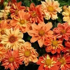 Flower Seeds, Seeds for Planting, Plant Seeds