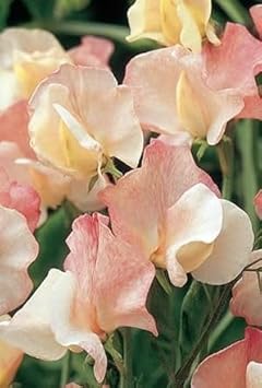 Flower Seeds, Seeds for Planting, Plant Seeds