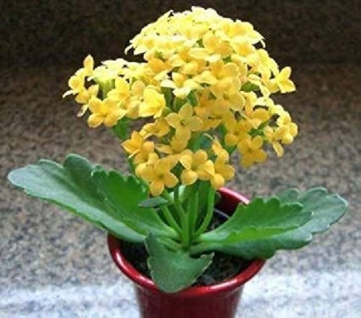 Heirloom Non-GMO Kalanchoe Flower Seeds for Planting – Fresh Succulent Blooms for Indoor Gardens
