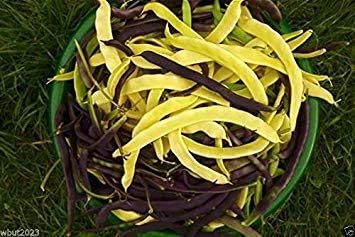 Yellow Black Bacau Pole Bean Seeds