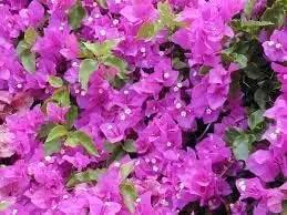 bougainvillea spectabilis flower seeds