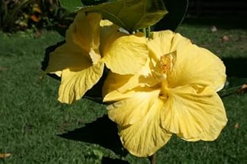 Flower Seeds, Seeds for Planting, Plant Seeds