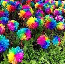 Flower Seeds, Seeds for Planting, Plant Seeds