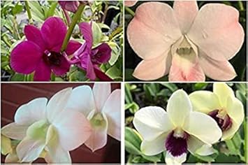 Multi Colored Dendrobium Flower Flower Seeds for Home Garden Planting, Ornamental Organic Blooming
