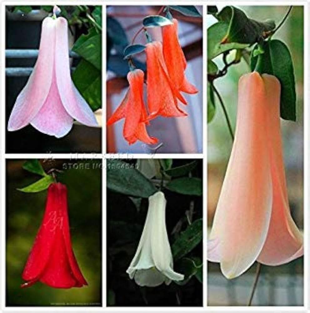 bellflower lapageria flower seeds