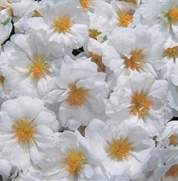 Flower Seeds, Seeds for Planting, Plant Seeds